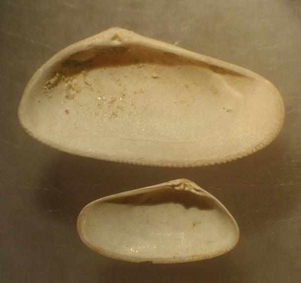 Donax minutus (Bronn, 1831)  Pliocene  Astigiano