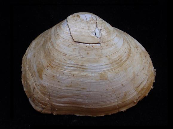 Leporimetis lacunosa ? aa. (NON Chem., 1782) Pliocene - Asti