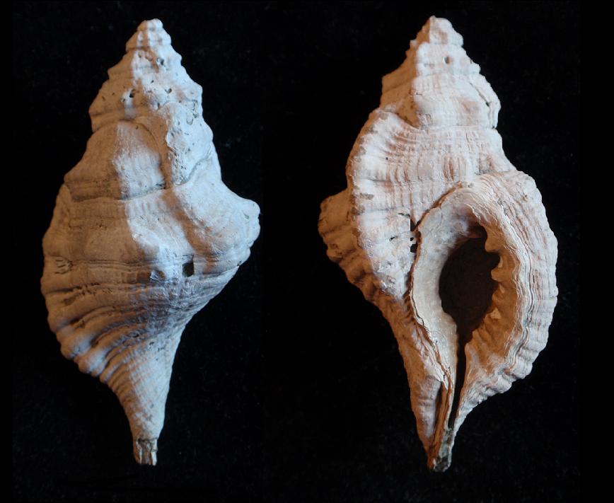 Cymatium affine (Deshayes, 1832)  Pliocene Toscana