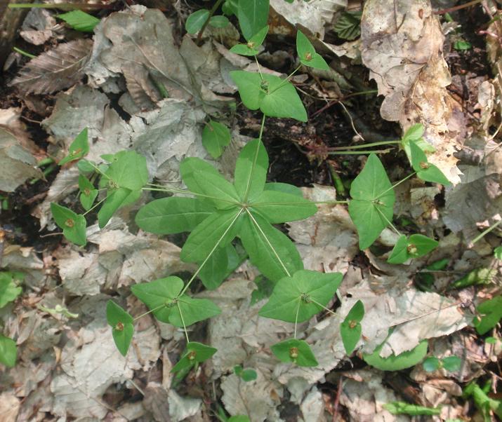 Euphorbia dulcis / Euforbia bitorzoluta