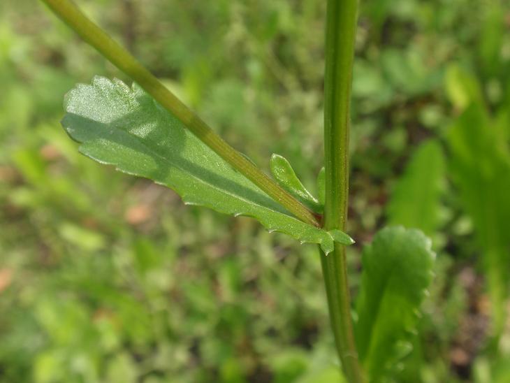 Leucanthemum cfr. vulgare