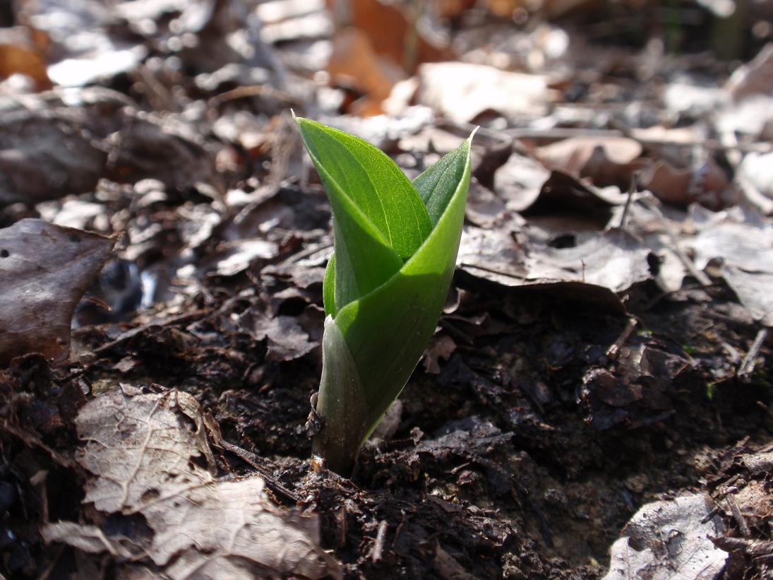 Prime Listera ovata