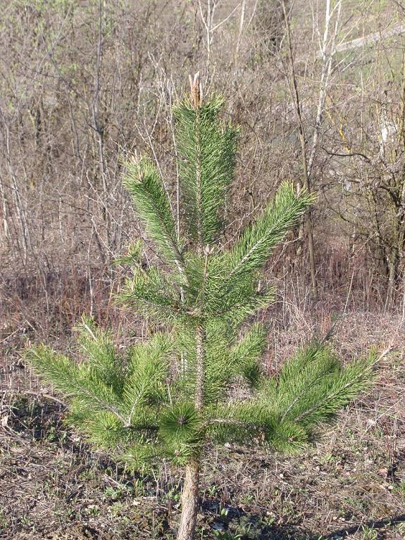 Pinus nigra