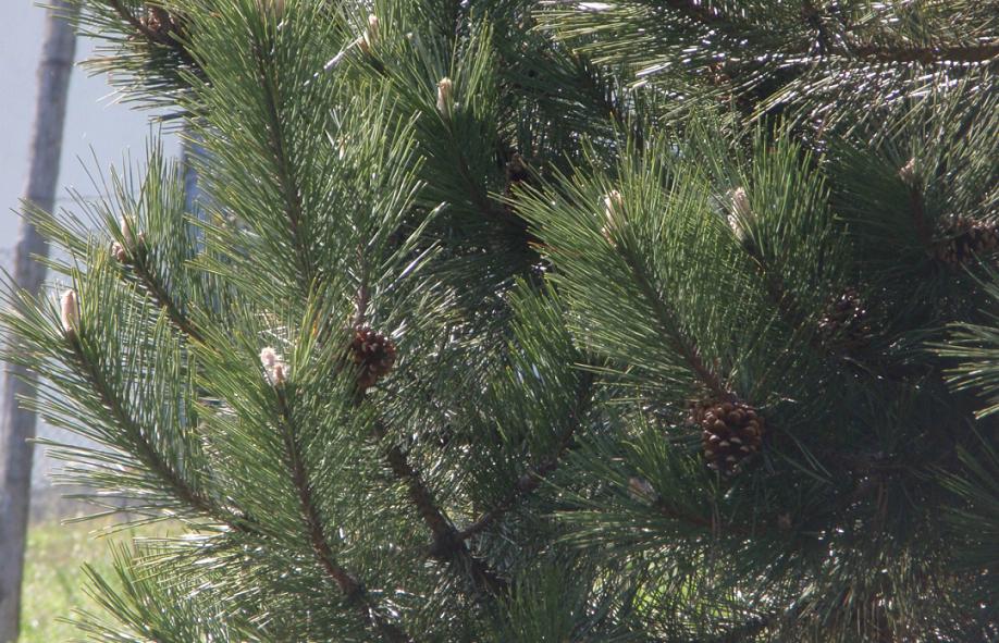 Pinus nigra