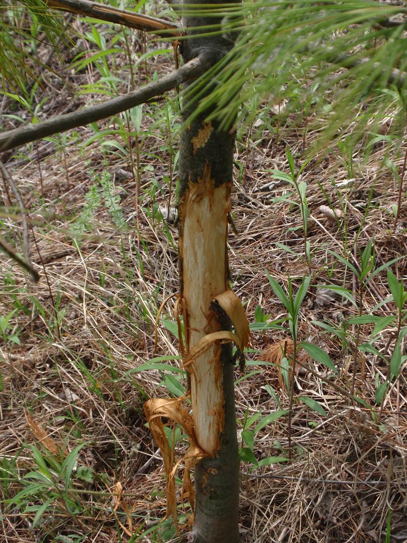 Corteccia pino raschiata