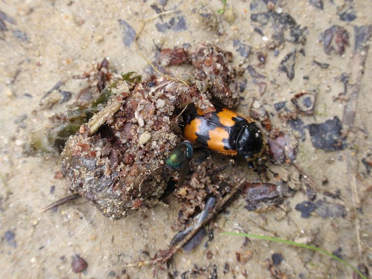 Coleottero in mezzo ad una fatta: Nicrophorus vespillo