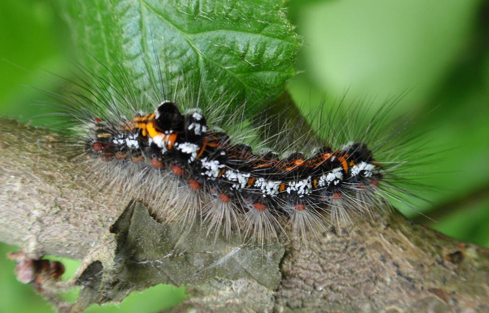 Bruco peloso, nero, arancione e bianco. Euproctis similis