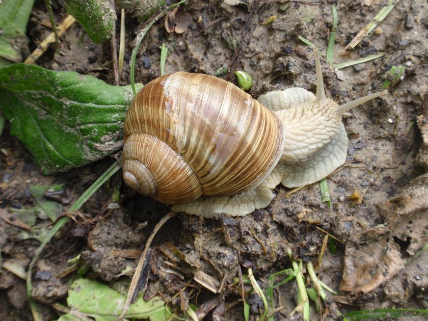 Helix pomatia - Asti