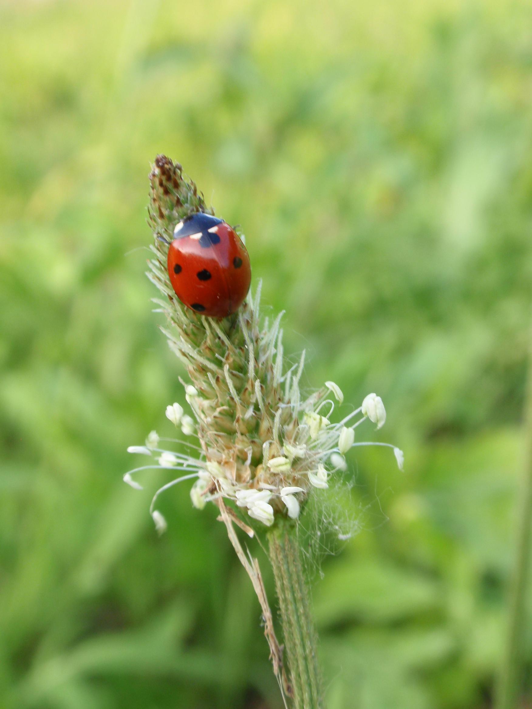 Coccinella septempunctata (Linneus, 1758)