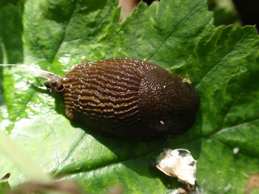 Arion vulgaris - Asti