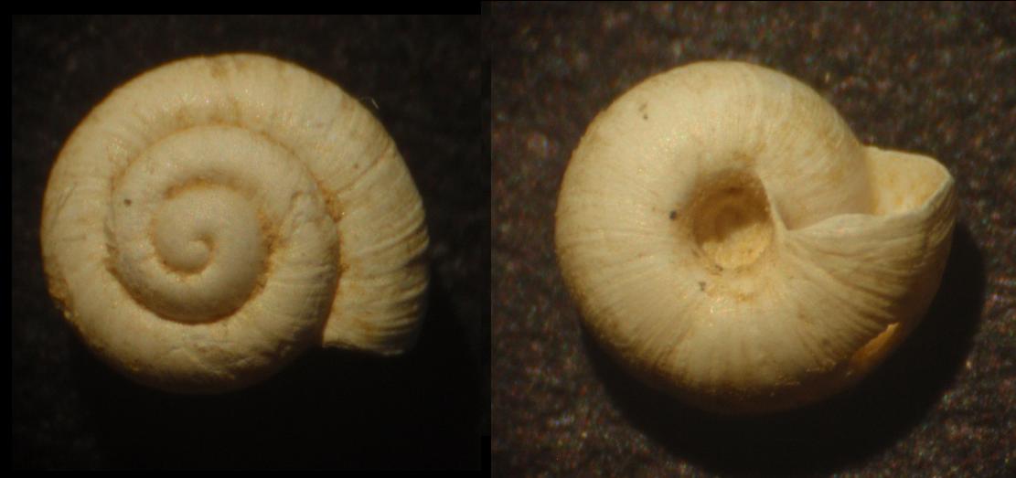 Lumachina da identificare