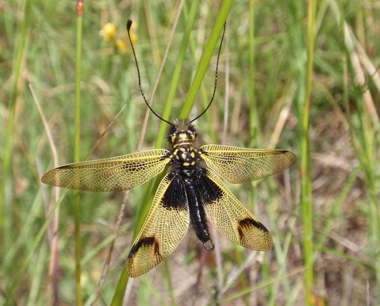 Libelloides longicornis