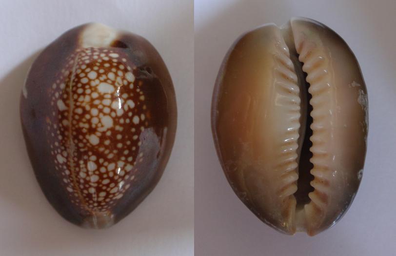 Nuova specie esotica in Liguria?!  (mancata)