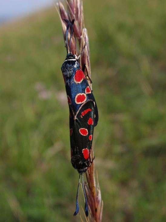 Accoppiamento Zygaena carniolica