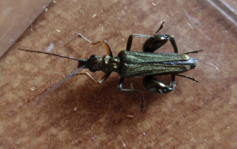 Oedemera flavipes da confermare, Asti - Piemonte