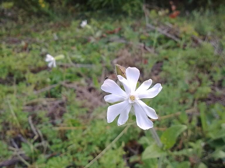 Silene alba