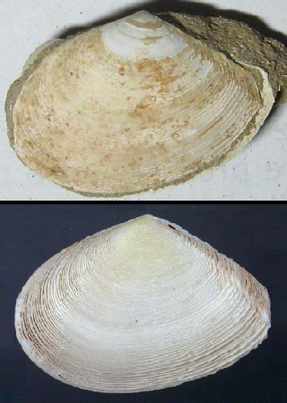 Tellina serrata (Brocchi, 1814) - Pliocene - Toscana