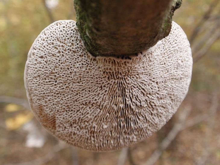 Daedaleopsis confragosa (Bolton) J. Schrt., 1888