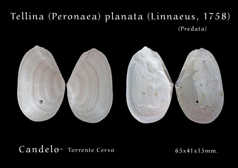 Tellina planata (Linn, 1758) - Pliocene