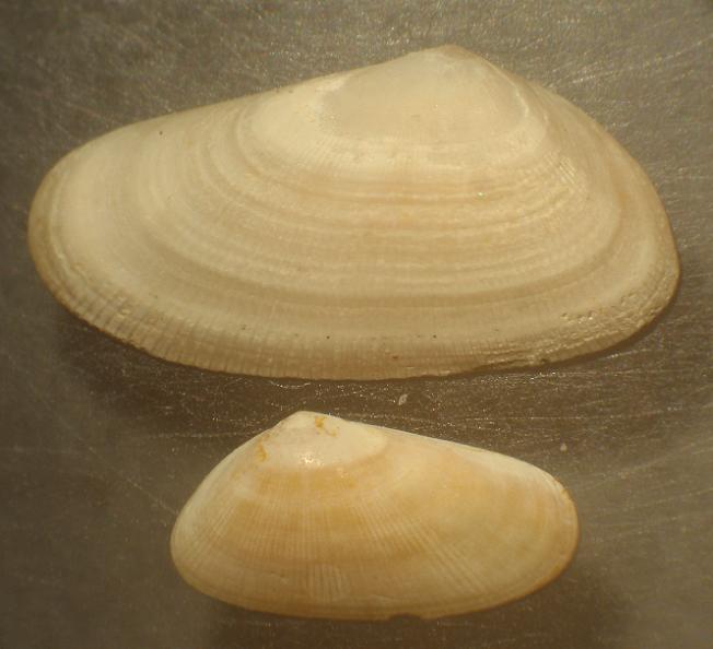 Donax minutus (Bronn, 1831)  Pliocene  Astigiano