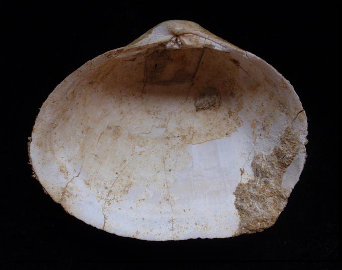 Leporimetis lacunosa ? aa. (NON Chem., 1782) Pliocene - Asti