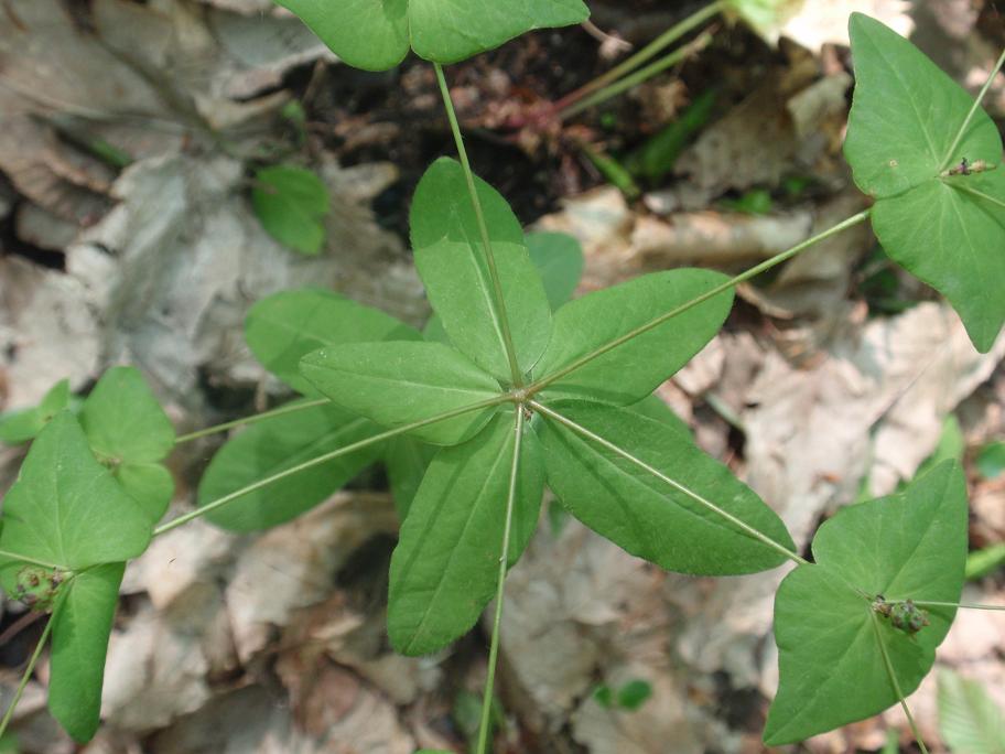 Euphorbia dulcis / Euforbia bitorzoluta