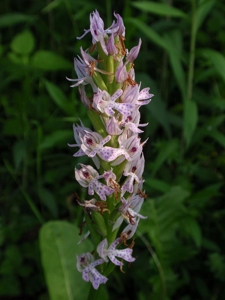 Orchis tridentata (Neotinea tridentata)