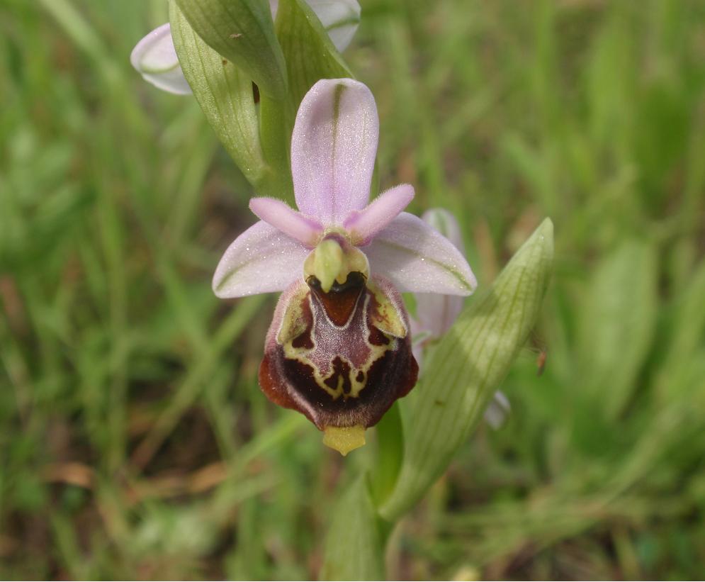 La mia prima Ophrys!!!!!!