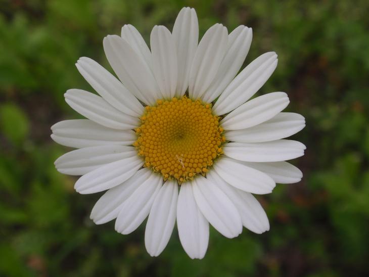 Leucanthemum cfr. vulgare