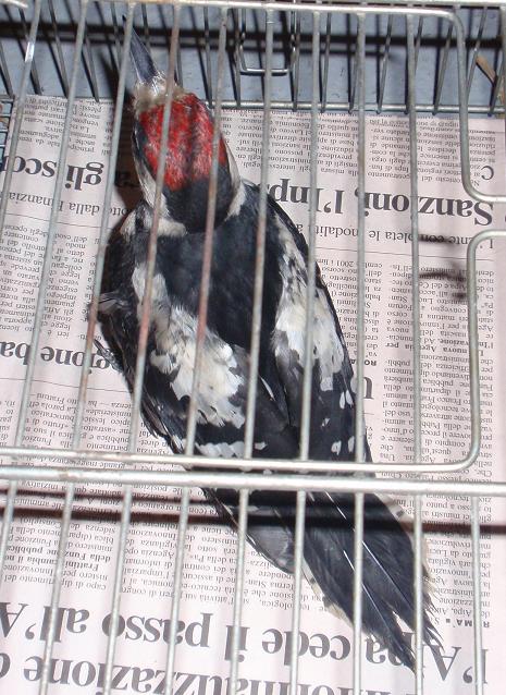 Ritrovamento pulcino Picchio Rosso