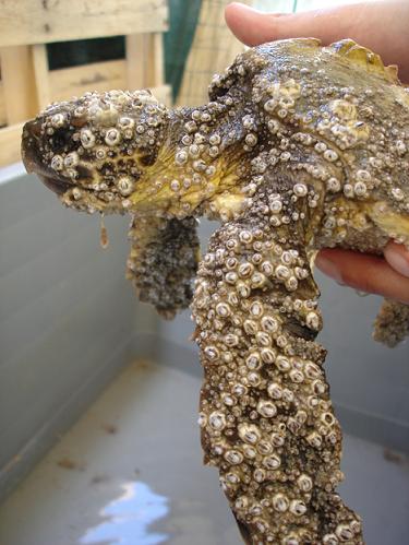 Caretta caretta assaltate dai balani!