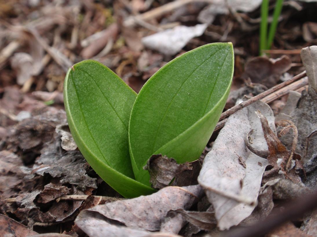 Prime Listera ovata