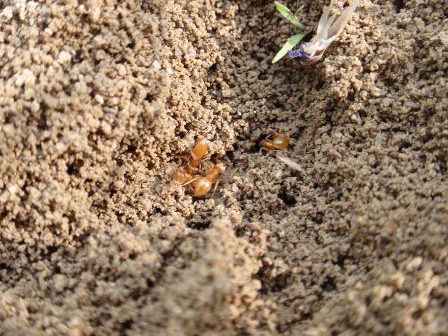 Formiche gialle: Lasius cfr flavus.