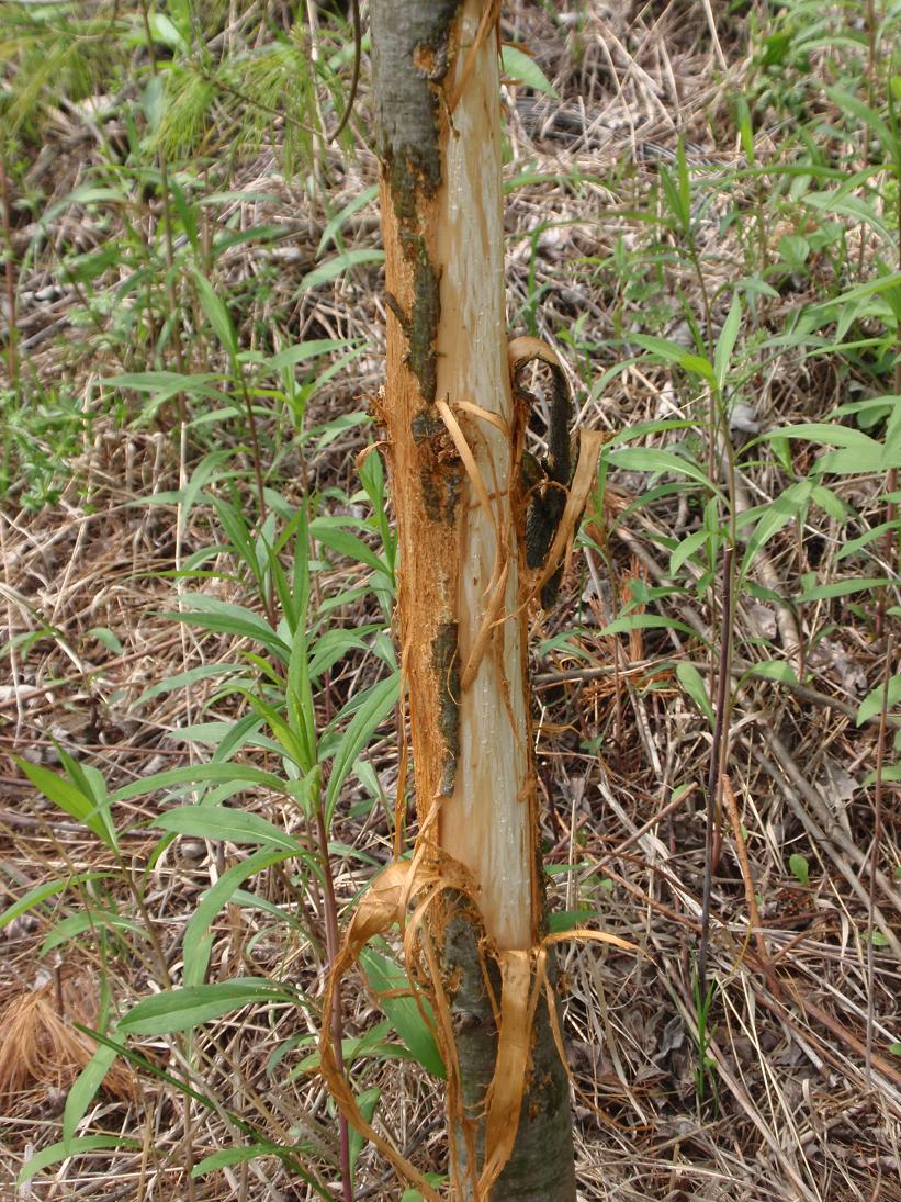Corteccia pino raschiata