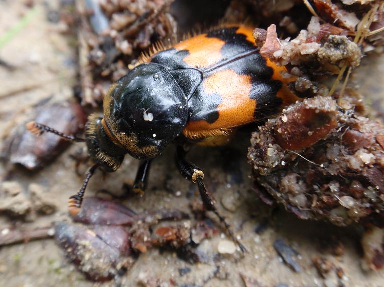 Coleottero in mezzo ad una fatta: Nicrophorus vespillo