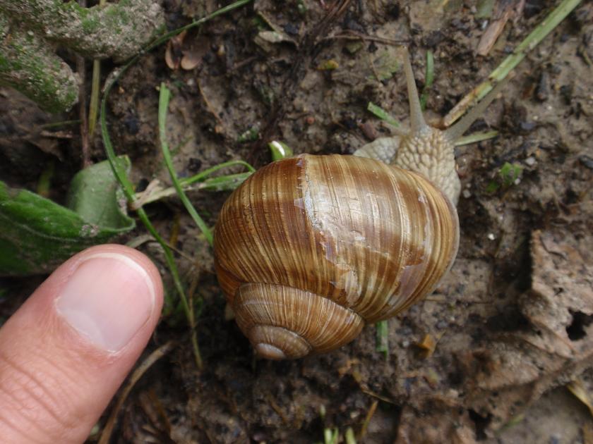 Helix pomatia - Asti