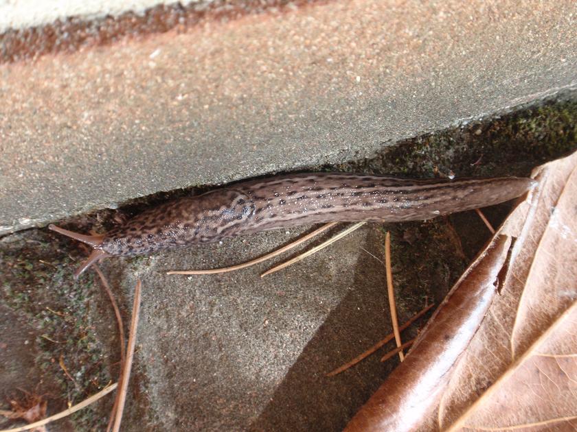 Limax maximus-gruppo da Asti