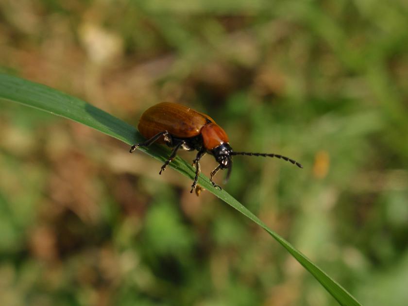 Exosoma lusitanicum in accoppiamento