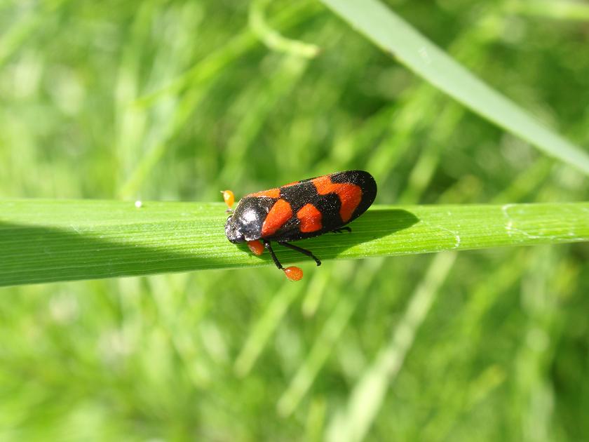 Omottero da id: Cercopis vulnerata