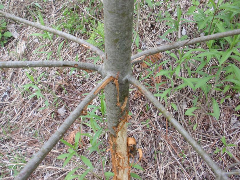 Corteccia pino raschiata