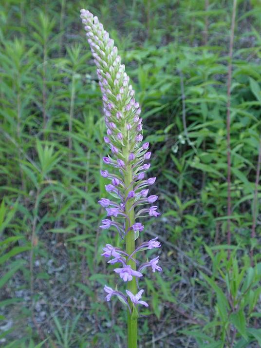 Inizia a fiorire anche Gymnadenia conopsea!