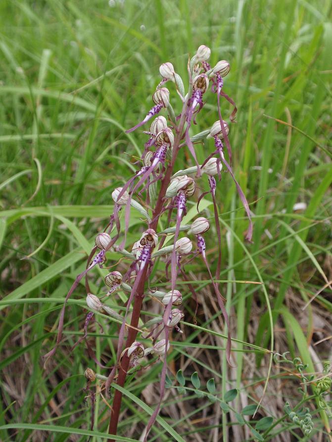 Orchidee spontanee astigiane