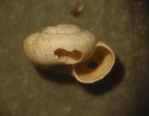 Lumachina da identificare