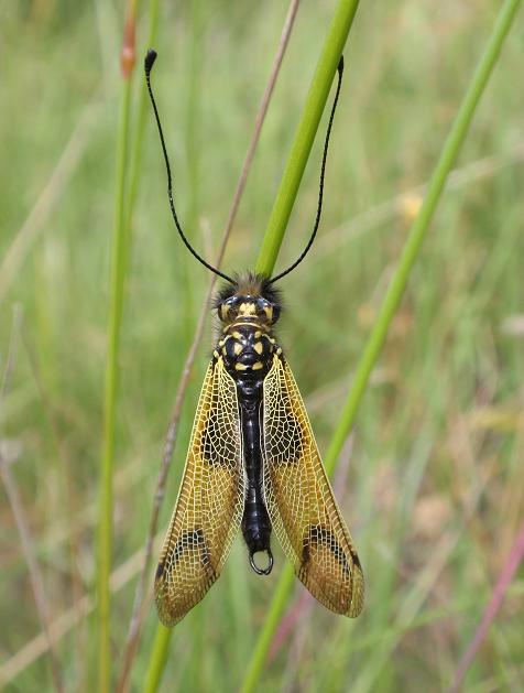 Libelloides longicornis