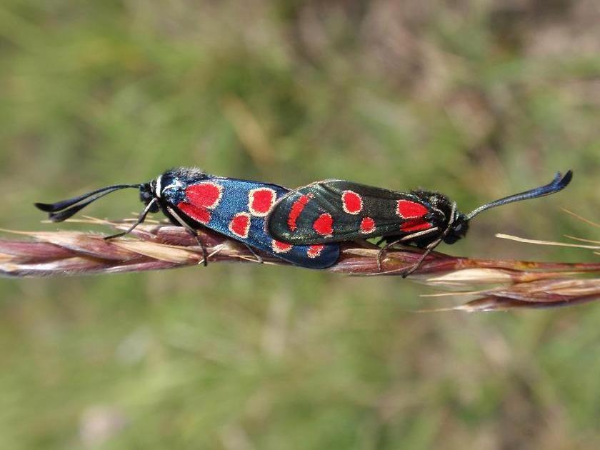 Accoppiamento Zygaena carniolica