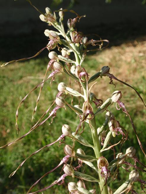 Himantoglossum adriaticum in provincia di Asti!