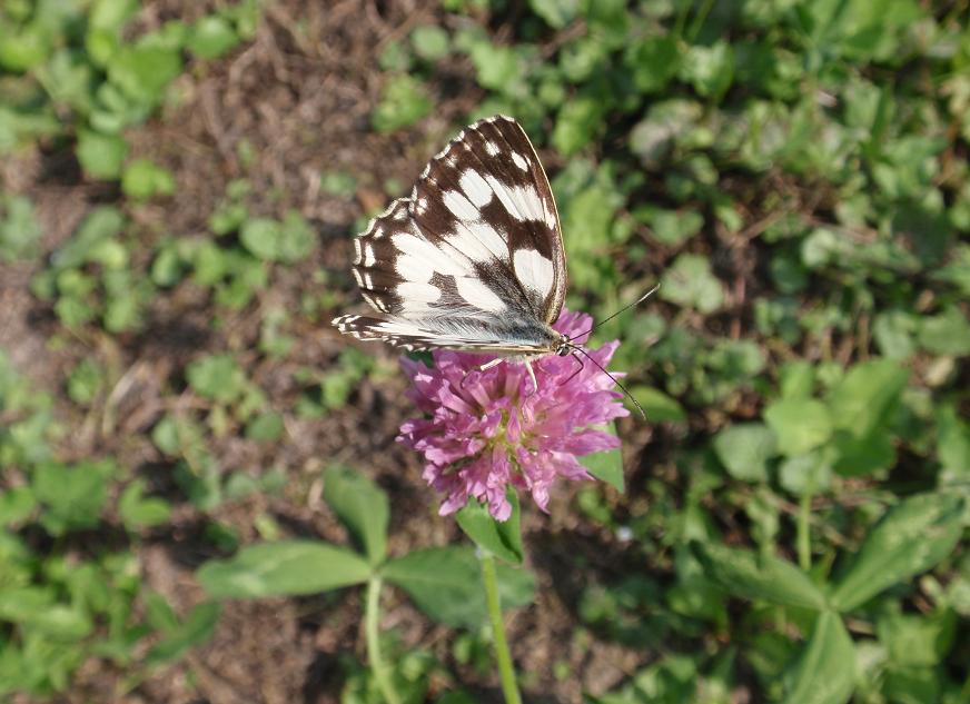 Melanargia galathea f. leucomelas - Asti