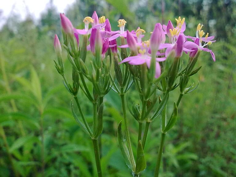 Da determinare 1  - Centaurium erythraea