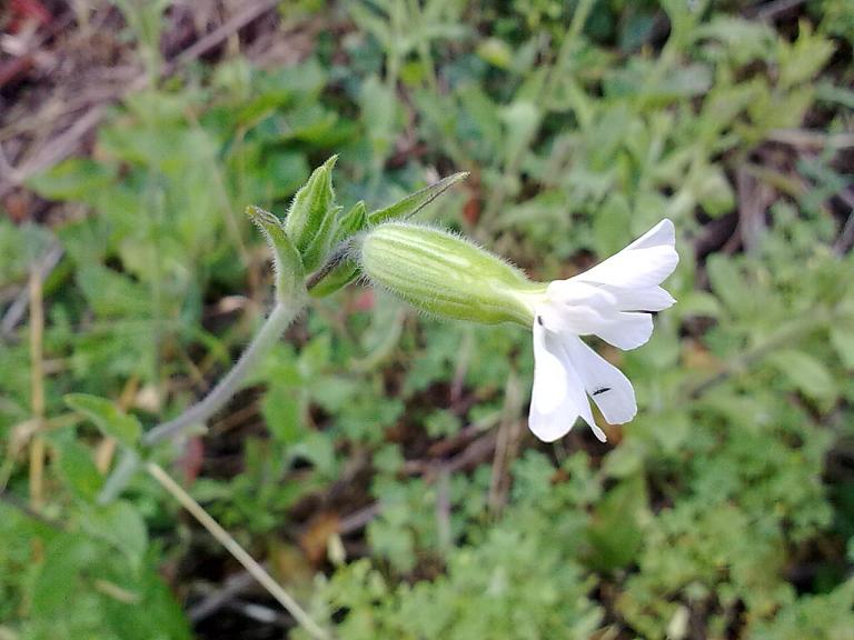Silene alba