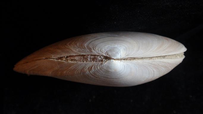 Tellina planata (Linn, 1758) - Pliocene